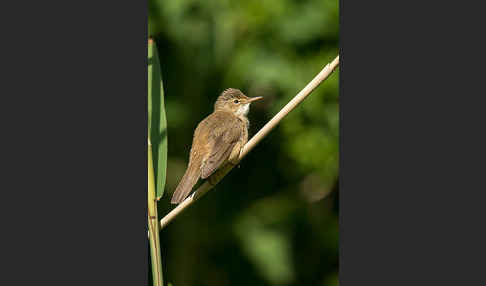 Teichrohrsänger (Acrocephalus scirpaceus)