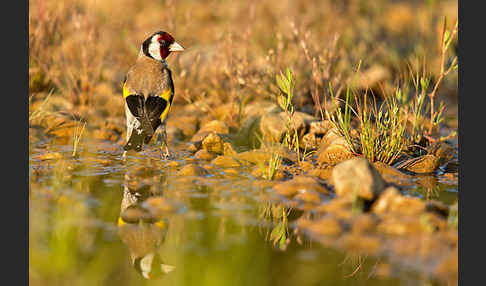 Stieglitz (Carduelis carduelis)