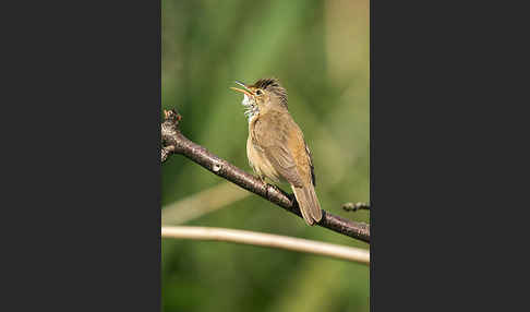 Teichrohrsänger (Acrocephalus scirpaceus)