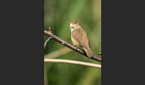 Teichrohrsänger (Acrocephalus scirpaceus)