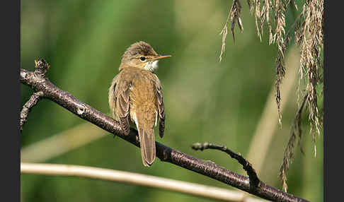 Teichrohrsänger (Acrocephalus scirpaceus)