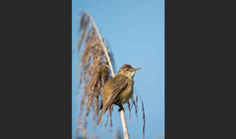 Teichrohrsänger (Acrocephalus scirpaceus)