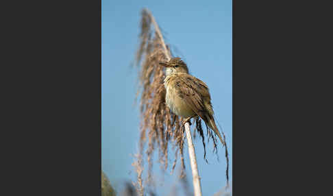 Teichrohrsänger (Acrocephalus scirpaceus)