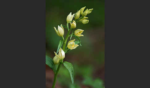 Bleiches Waldvögelein (Cephalanthera damasonium)