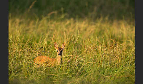 Rehwild (Capreolus capreolus)