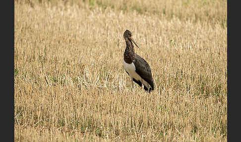 Schwarzstorch (Ciconia nigra)