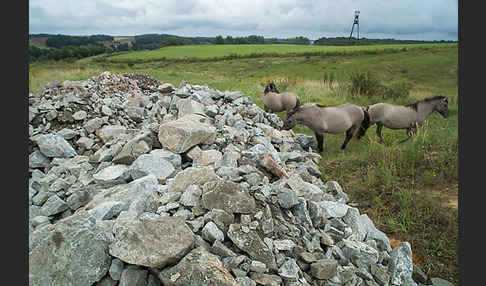 Konik (Equus caballus sspec.)