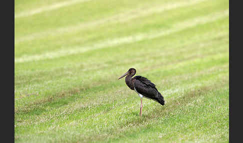 Schwarzstorch (Ciconia nigra)