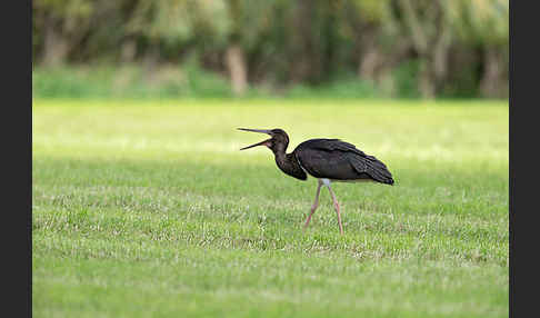 Schwarzstorch (Ciconia nigra)