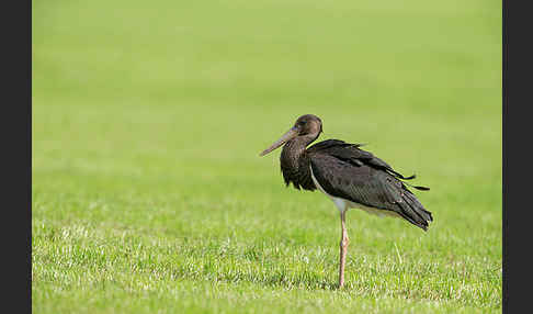 Schwarzstorch (Ciconia nigra)