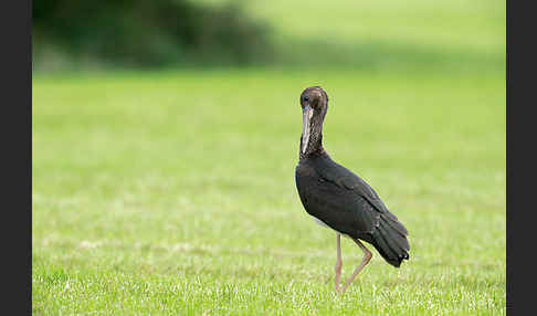 Schwarzstorch (Ciconia nigra)