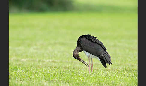 Schwarzstorch (Ciconia nigra)