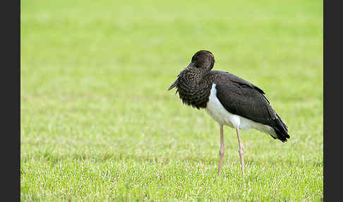 Schwarzstorch (Ciconia nigra)