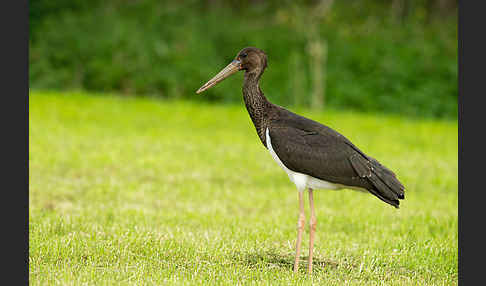 Schwarzstorch (Ciconia nigra)