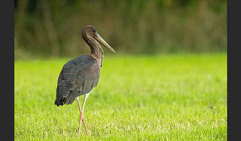 Schwarzstorch (Ciconia nigra)