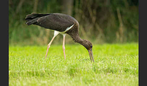 Schwarzstorch (Ciconia nigra)