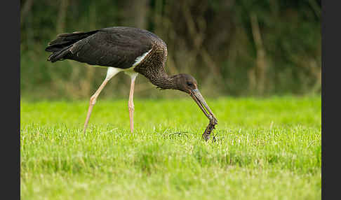 Schwarzstorch (Ciconia nigra)