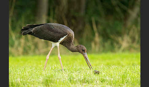 Schwarzstorch (Ciconia nigra)