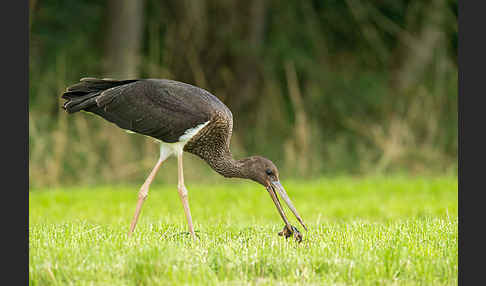 Schwarzstorch (Ciconia nigra)