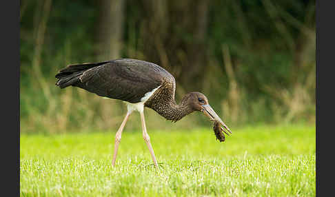 Schwarzstorch (Ciconia nigra)