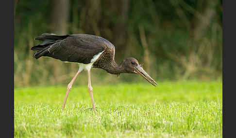 Schwarzstorch (Ciconia nigra)