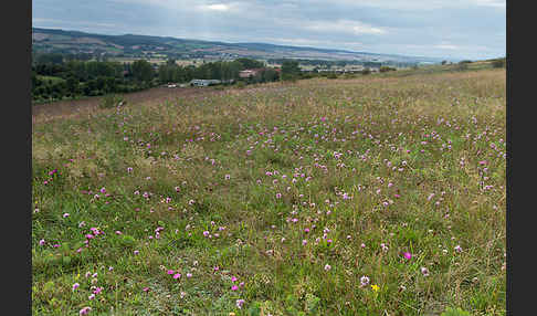 Bottendorfer Grasnelke (Armeria marittima var. Bottendorfensis)