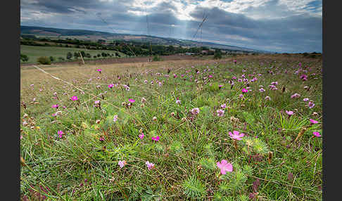 Bottendorfer Grasnelke (Armeria marittima var. Bottendorfensis)