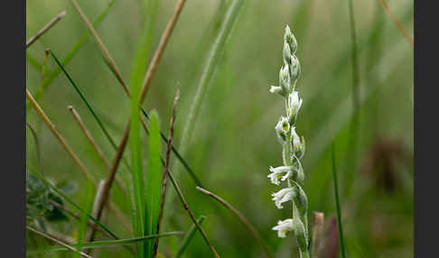 Herbst-Drehwurz (Spiranthes spiralis)