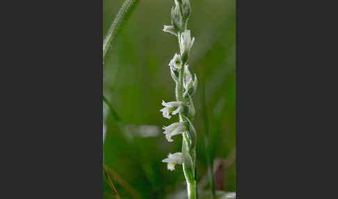 Herbst-Drehwurz (Spiranthes spiralis)