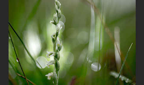 Herbst-Drehwurz (Spiranthes spiralis)