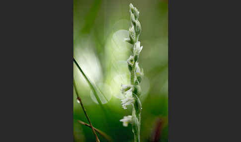 Herbst-Drehwurz (Spiranthes spiralis)