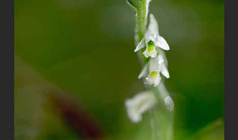 Herbst-Drehwurz (Spiranthes spiralis)