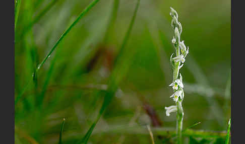 Herbst-Drehwurz (Spiranthes spiralis)