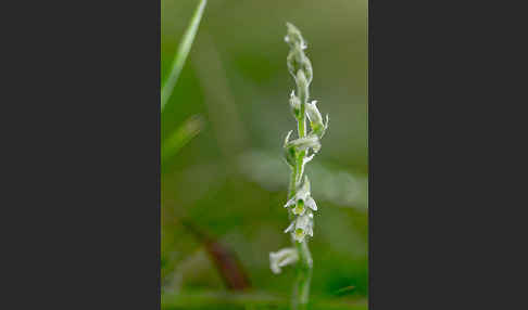 Herbst-Drehwurz (Spiranthes spiralis)