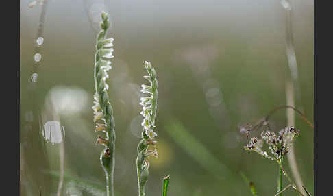 Herbst-Drehwurz (Spiranthes spiralis)