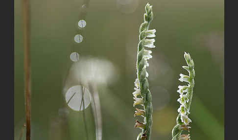 Herbst-Drehwurz (Spiranthes spiralis)