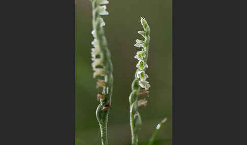 Herbst-Drehwurz (Spiranthes spiralis)