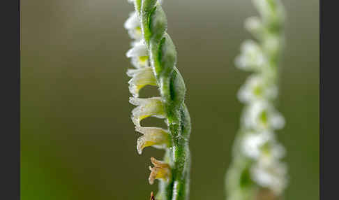 Herbst-Drehwurz (Spiranthes spiralis)