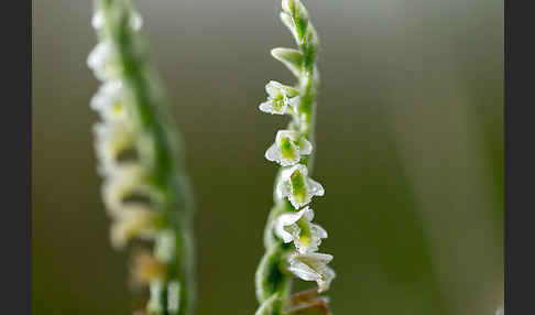 Herbst-Drehwurz (Spiranthes spiralis)