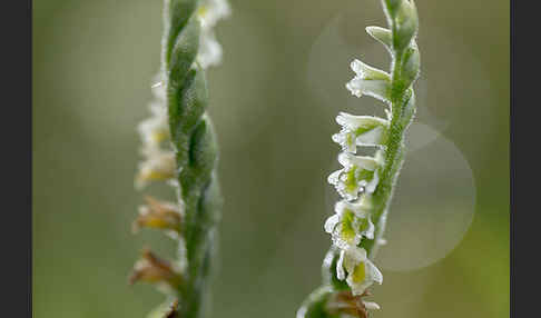 Herbst-Drehwurz (Spiranthes spiralis)