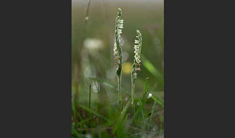 Herbst-Drehwurz (Spiranthes spiralis)