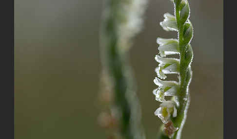 Herbst-Drehwurz (Spiranthes spiralis)