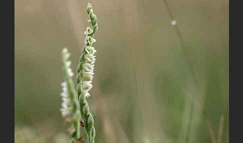 Herbst-Drehwurz (Spiranthes spiralis)