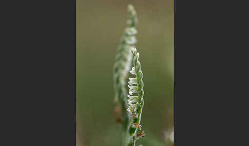 Herbst-Drehwurz (Spiranthes spiralis)