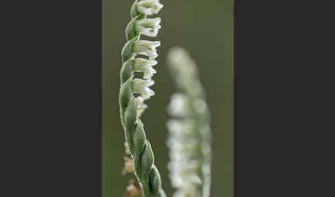 Herbst-Drehwurz (Spiranthes spiralis)