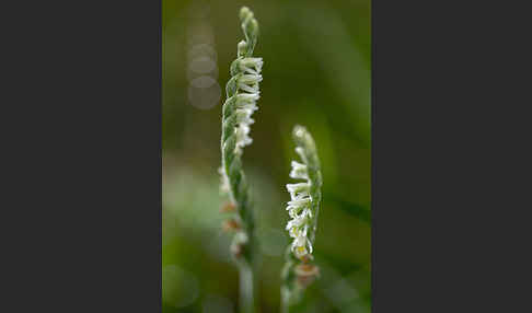 Herbst-Drehwurz (Spiranthes spiralis)