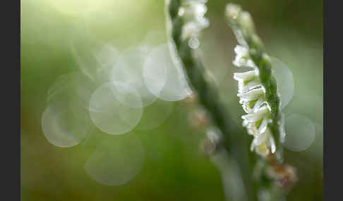 Herbst-Drehwurz (Spiranthes spiralis)