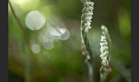 Herbst-Drehwurz (Spiranthes spiralis)