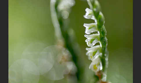 Herbst-Drehwurz (Spiranthes spiralis)