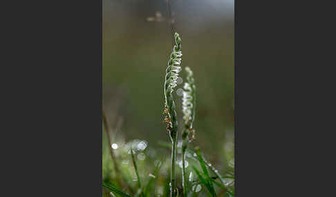 Herbst-Drehwurz (Spiranthes spiralis)